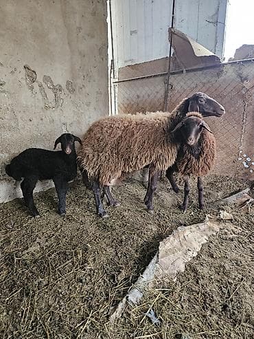 Dana, buzov: Mal-qara: Qoyun ailəsi - Növü: Yerli qaragül tipli qəhvəyi və qara — 2