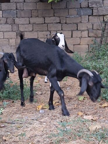 sort keciler: Dişi, Hələb, il: 2, Damazlıq, Ünvandan götürmə — 3