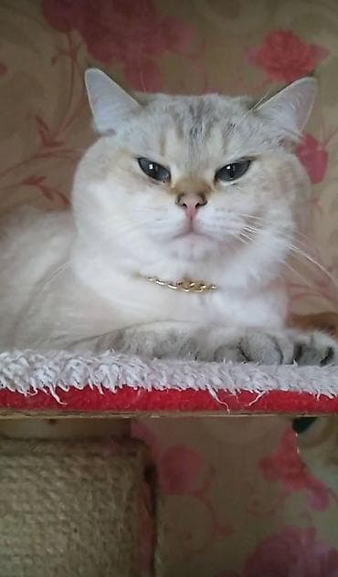 Erkək pişiyimizə cüt üçün dişi pişik axtaririq