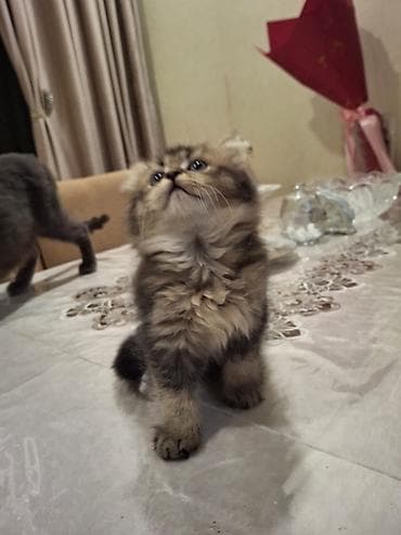 купить британская шиншилла: Британская, Самец — 6