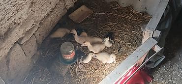 xaski sekilleri: Muscovy (ləl) ördəkləri və balaları 20günlük - Cins: Muscovy/ləl — 4