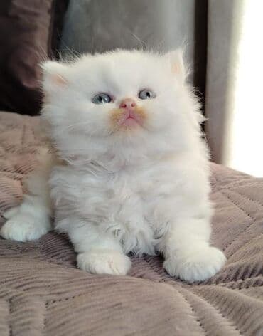 qiz it adlari: Erkək — 1