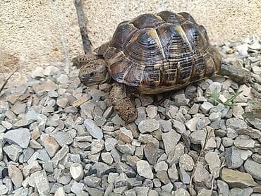 lama: UMUMI QIYMETDIR!!! Araliq deniz Tisbagalari 🇦🇿 Azərbaycan dili: 🐢 4 — 2