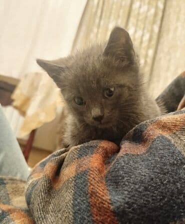 Britan, Erkək, Yaxşı əllərə