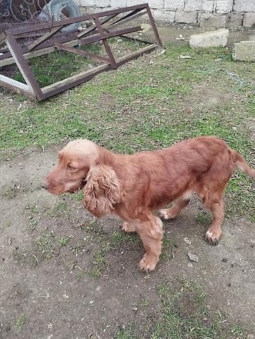 кокер спаниель: Кокер спаниель, Самка, Платная доставка — 2