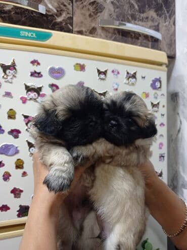 купить собаку пекинес: Pekines — 3