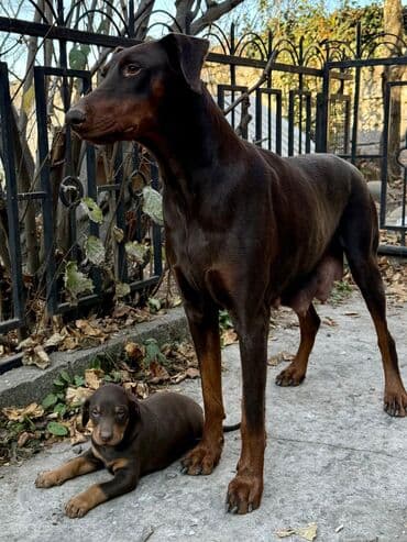 eşşək şəkili: Doberman, 1 ay, Rayonlara çatdırılma — 9