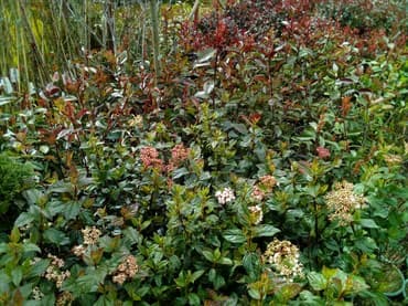 Çöl bitkiləri: Şitillər — 2