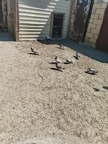 8 dənə 60 manat — 5