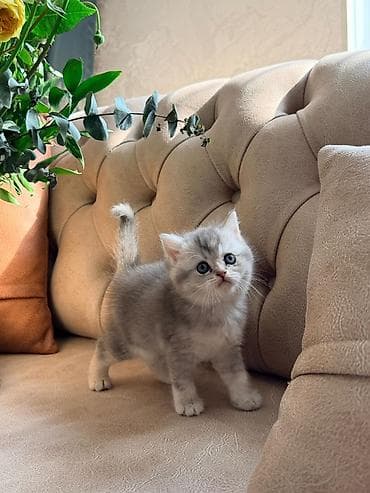 5 ayliq korpe: Britan, Dişi — 1