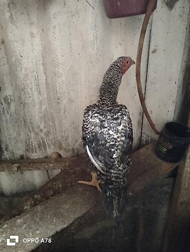 Yeni banlayan heyrati xoruzdu heyrati feresi Brahma xorzuyla deyişerem