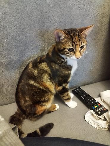 dişi quzu: Benqal, Dişi — 6