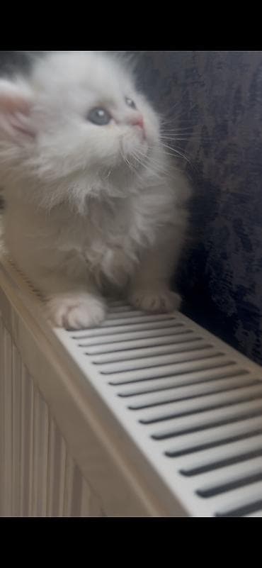 şotland dişi: Şotland, Dişi — 6