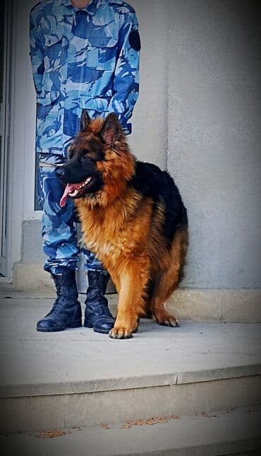 немецкие овчарки щенки купить: Немецкая овчарка, 2 года, Самец, С родословной — 2