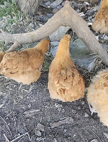 Toyuq, Orpington, Yumurtalıq, Ödənişli çatdırılma — 5