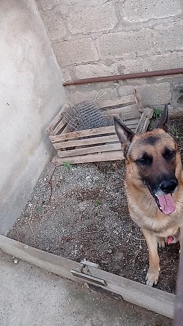 layka iti: Alman çoban iti, 1 il, Erkək — 2