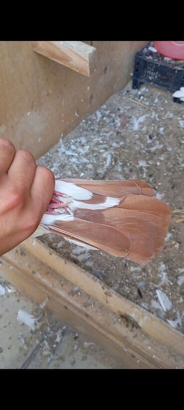 кошки в баку: Dəstə qırmızı quyruq qırmızı boynu güllü maya Ünvan-Masazır — 3