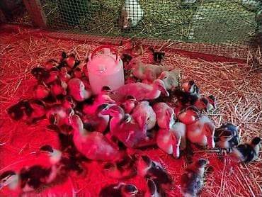kənd heyvanları: Satılır: muskus ördək balaları (4-12 günlük) (indo-ducklings) lavanda — 3
