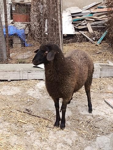 Pişiklər: Tam sağlam heyvandir 4ayliq erkek quzudur Real alanla razilaşmaq olar — 2