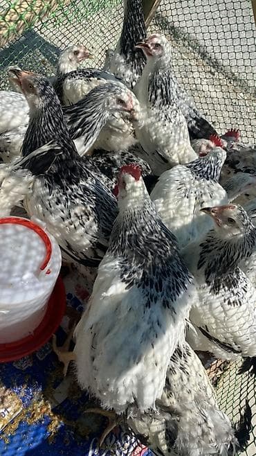 Куры: Çolpalar masazırdadı
Diri cekiisi 1kq 1kq100qr den çoxdu
Serbirstdi — 3
