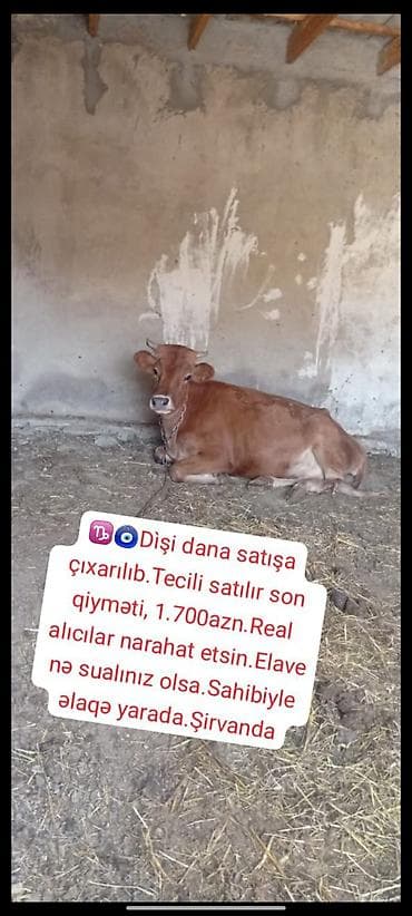 cins ineklerin satisi 2019: Məhsul: Dişi dana Təsvir: - Qəhvəyi rəngli dişi dana - Zəncirli — 1
