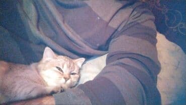 Bentley: Şotland, Dişi, Ünvandan götürmə — 5