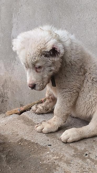 bala itler: Alabay — 7