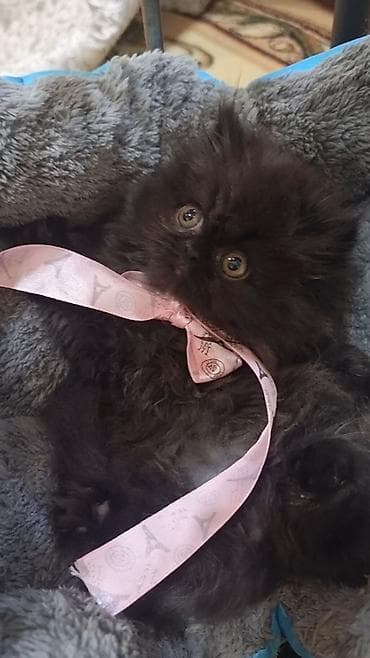 pers pisikler: Cins: Uzun tüklü, yastı burunlu balaca pişik balası.Persdi.Himalay — 1