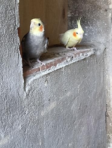 qus nomreleri: Nimfalari (Cockatiel) cütü - Növ: Nimfa tutuquşusu (Cockatiel) - — 2