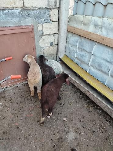 Dovşanlar: 6 erkəy 4 dişi — 5