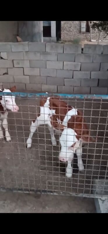 imişli cucə yemi: Süd istiqamətli buzovlar - Rəng: ağ-qəhvəyi xallı - Say: bir neçə baş — 2