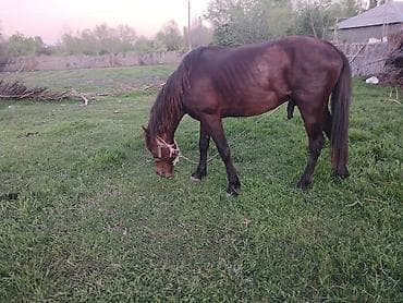 etlik inek cinsleri: Satılır: Qəhvəyi rəngdə at - Növ: Yük və minik üçün uyğun yerli at - — 6