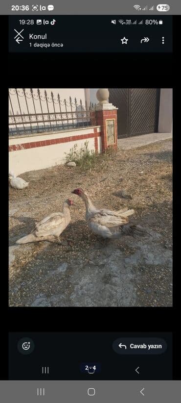 mirvari ördək: Muscovy ördəkləri (indo-ördək) satılır. Xüsusiyyətlər: - Rəng: açıq — 5