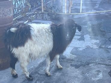 sirin dovsan sekilleri: Super keci boğazdi özde — 2