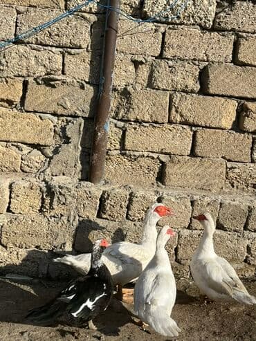 kayuqa ordək: Erkək, | Lal ördək, Damazlıq, Ünvandan götürmə — 7