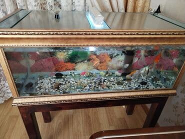 bala afcarka: Sülhsevər, Ünvandan götürmə — 4