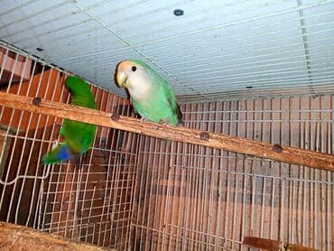 tuk tuk mmc: Nerazlucnik fişer ayrilmazlar maskvıy deyillər cütdu satılır hazır — 17