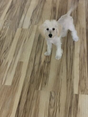 balaca itder: 3 aylıq pudel balası. Tükləri qırxılıb — 2