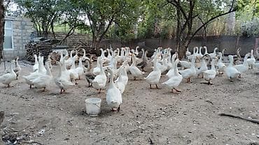 avcarka type 1: Qazlar. hamısı erkək qazlardir. 5kq qazlardir — 2