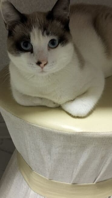 Пледы: Цвет - Зеленый Плед — 3