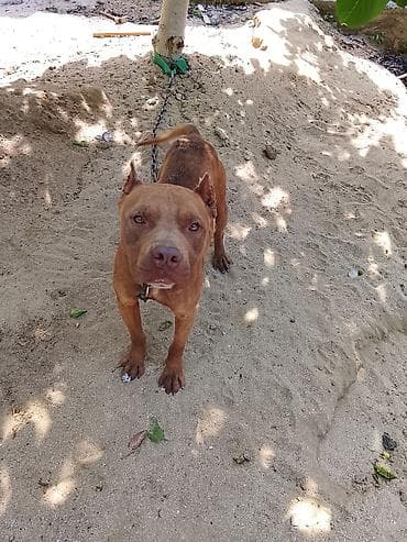 it sahiplendirilir: Pitbul, 1 il, Erkek — 2
