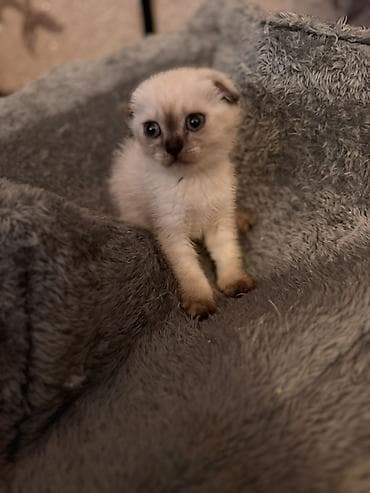 cat: Dişi, Yaxşı əllərə, Ödənişli çatdırılma — 2