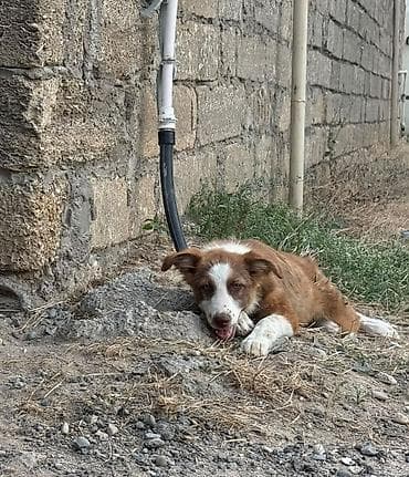 francuski buldog poklanjam: Məhsul: İt balası texmini 3 aylig sari dishi heyetde saxlamaga tula — 1