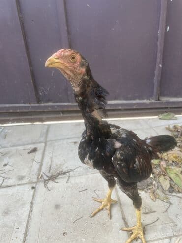 sumqayıtda cucə satışı: 5aylarına az qalb. Super cins qandılar. Kimnən gəldiyini voda ətraflı — 3