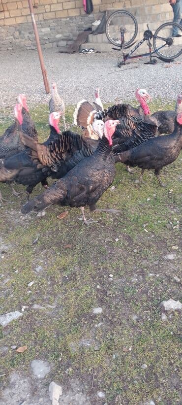 Gəmiricilər: Məhsul: Hinduşka sürüsü Təsvir: 8 ayliq tam sağlam kəsimə yararlı — 8