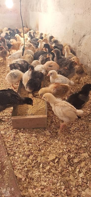 kənd cuceleri: Toyuq cücələri, Damazlıq, Ödənişli çatdırılma — 6