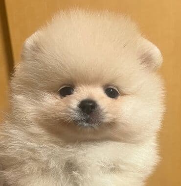 ağ itlər: Şpitz, 2 ay, Dişi — 3