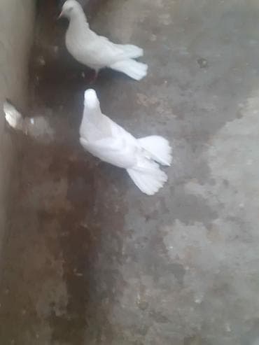 it satisi 2021: 18-19-20 tüklərdi.Tək tək qiymət fərqlidi.Hamısını götürən olsa üst — 3