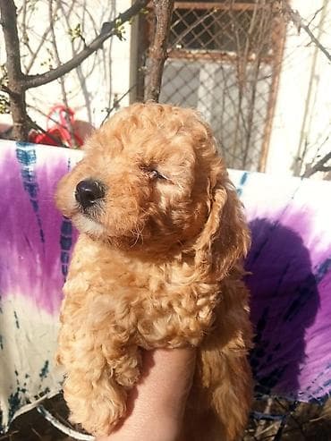 iller: Pudel, 1 ay, Erkek — 4