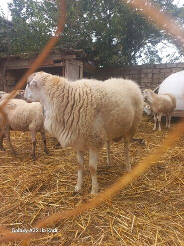 Qoyun sürüsü – yerli cinslərin qarışığı - Şəkillərdə kənd həyətində